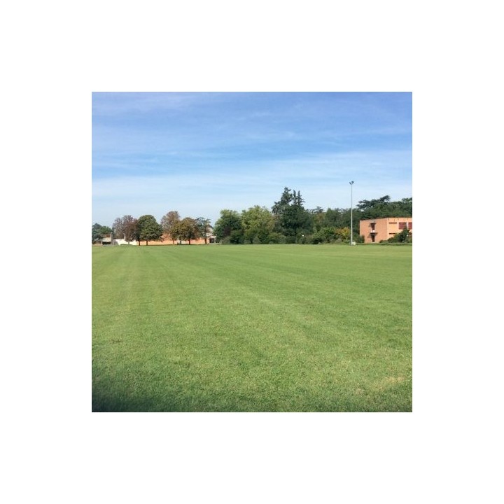 copy of 